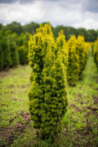 Taxus baccata David